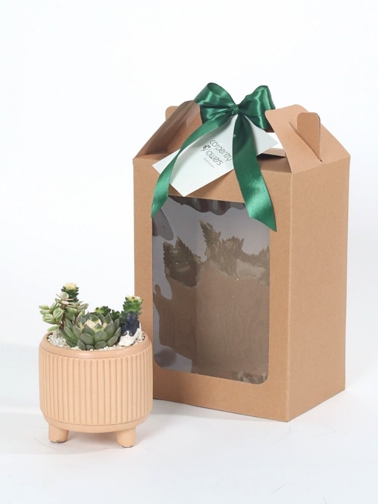 Calming Sands Plant Gift delivery Kuala Lumpur & Selangor