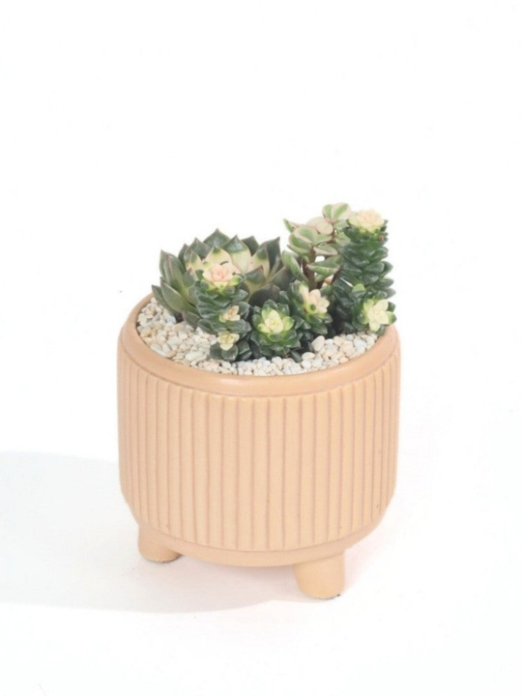 Calming Sands Potted Plant delivery Kuala Lumpur & Selangor