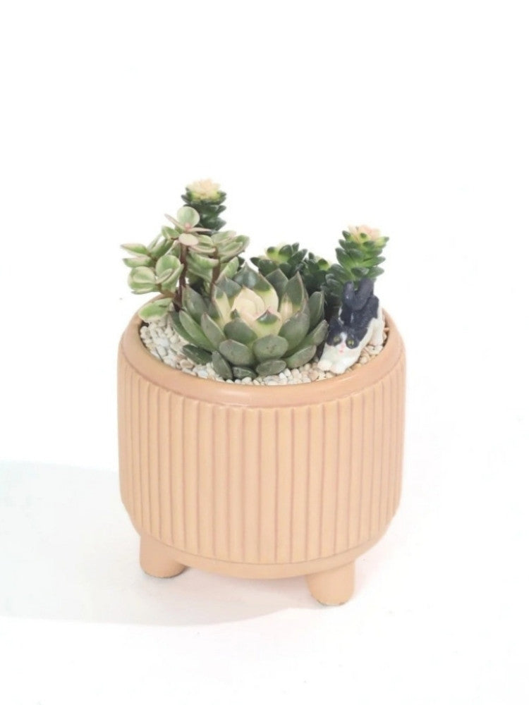 Calming Sands Potted Plant Gift delivery Kuala Lumpur & Selangor