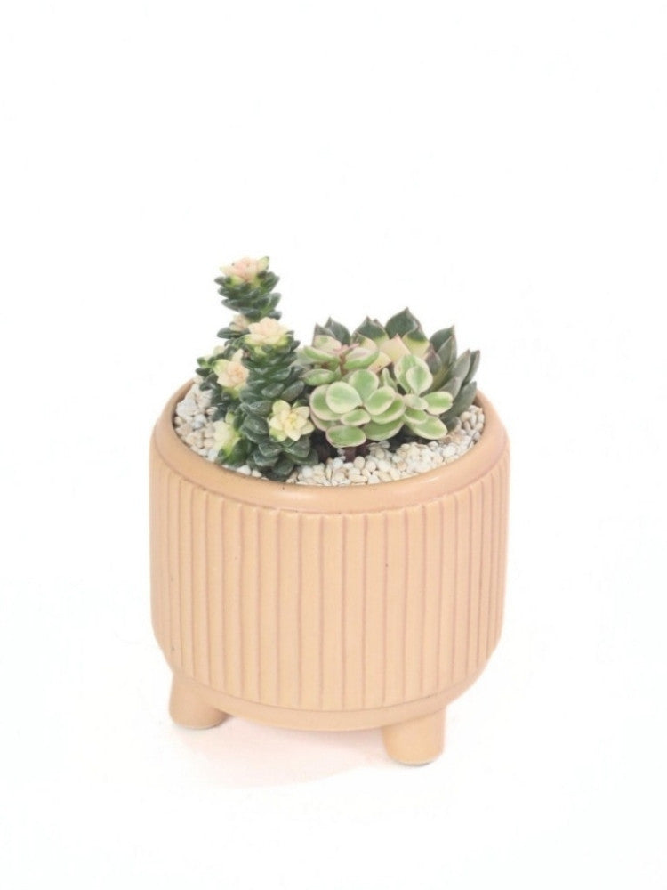 Calming Sands Potted Secculent Gift delivery Kuala Lumpur & Selangor