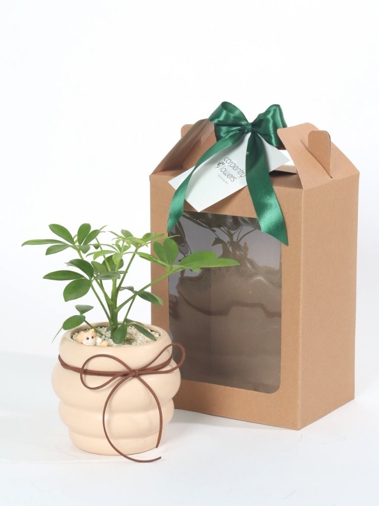 Chill Day Plant Gift delivery Kuala Lumpur & Selangor