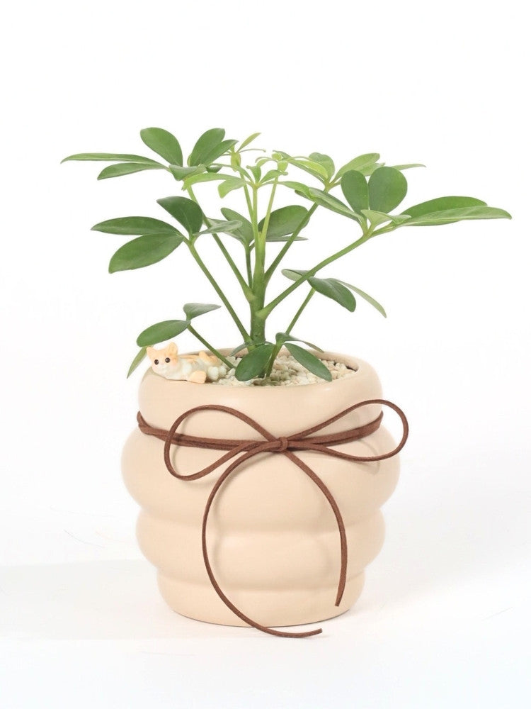Chill Day Potted Plant Gift delivery Kuala Lumpur & Selangor