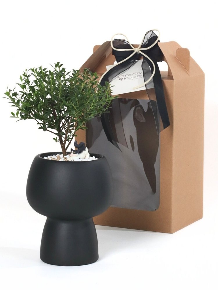 Enchanted Green - Potted Plant Gift Delivery Kuala Lumpur