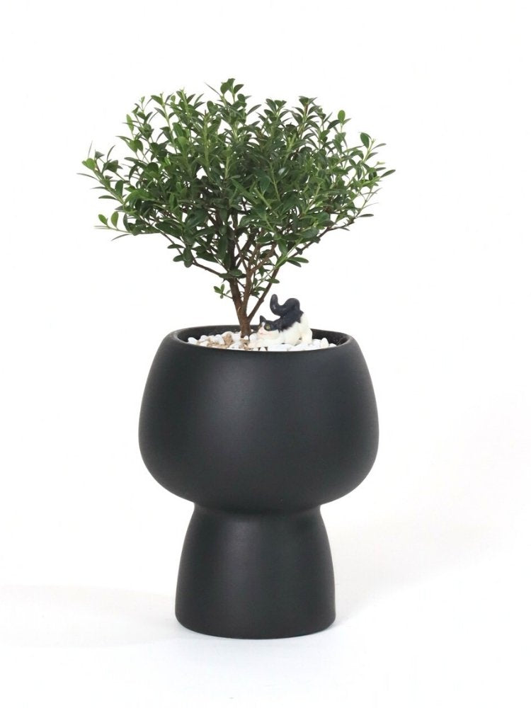 Enchanted Green Potted Plant Gift Delivery Kuala Lumpur