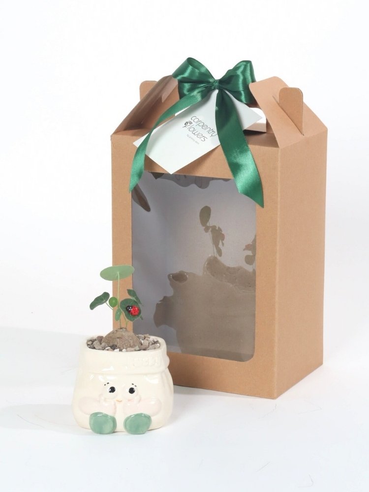 Lucky Sprout Plant Gift delivery Kuala Lumpur & Selangor
