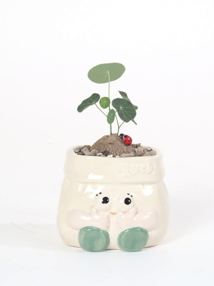 Lucky Sprout Potted Plant Gift delivery Kuala Lumpur & Selangor