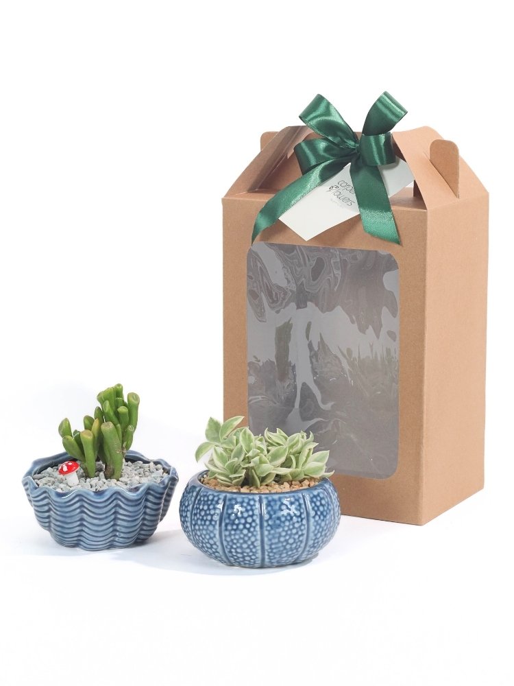 Ocean Breeze Plant Gift Delivery Kuala Lumpur & Selangor