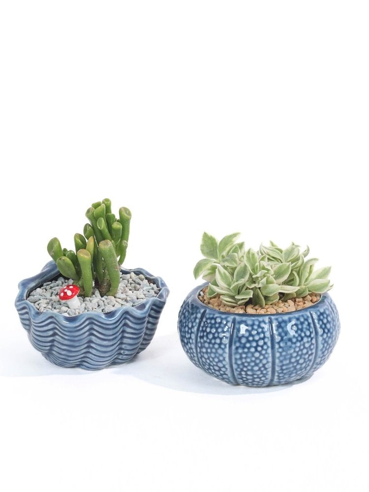 Ocean Breeze Potted Plant Gift Delivery Kuala Lumpur & Selangor