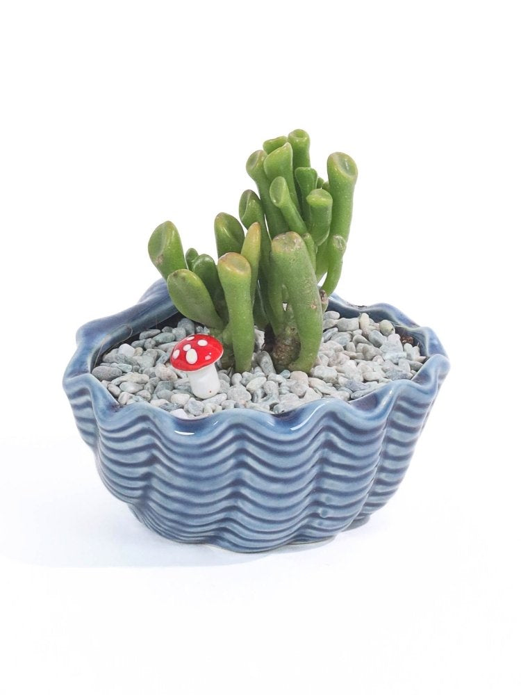 Ocean Breeze Potted Plant Gift Delivery KL