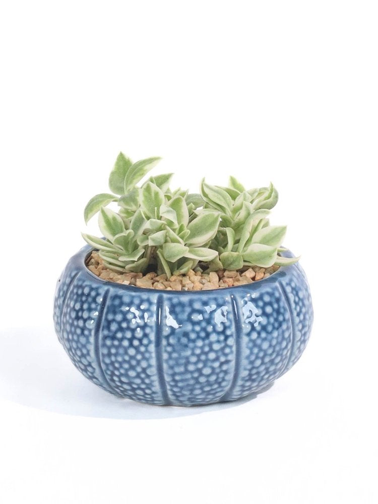 Ocean Breeze Plant Gift Delivery KL