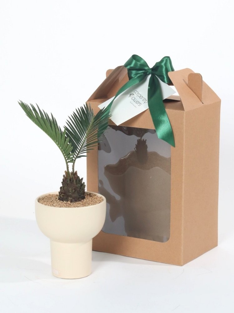 Roots of Strength Plant Gift delivery Kuala Lumpur & Selangor