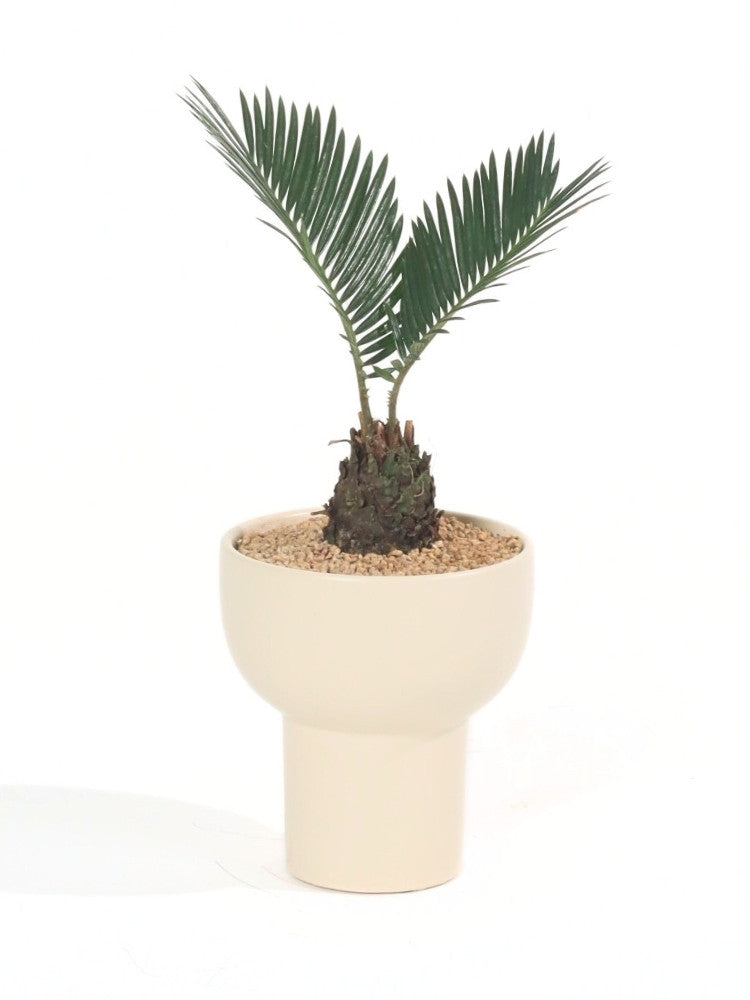 Roots of Strength Potted Plant Gift delivery Kuala Lumpur & Selangor