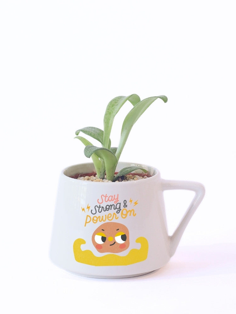 Stay Strong Get Well Soon Plant Gift delivery Kuala Lumpur & Selangor