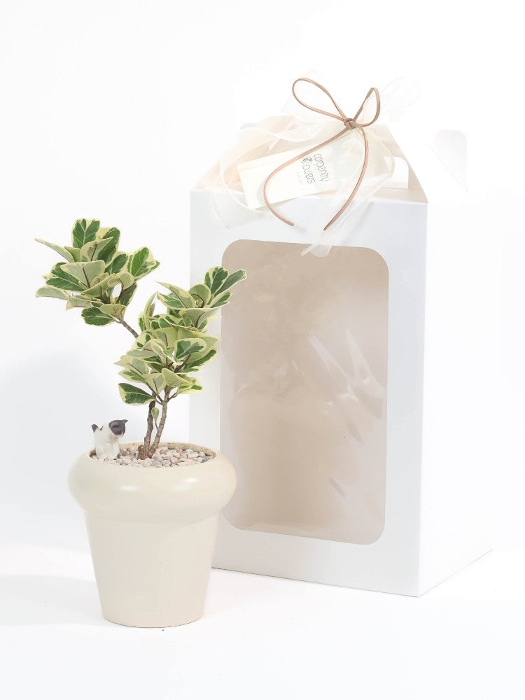 Sweet Companion Plant Gift delivery Kuala Lumpur & Selangor