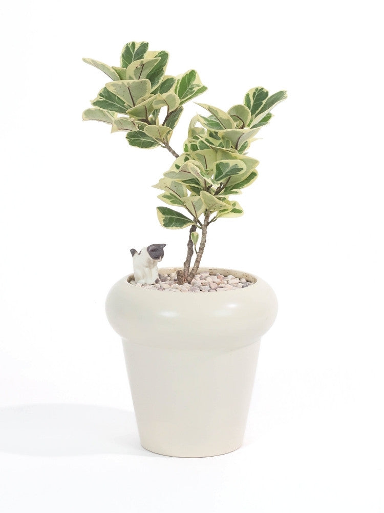 Sweet Companion Potted Plant Gift delivery Kuala Lumpur & Selangor