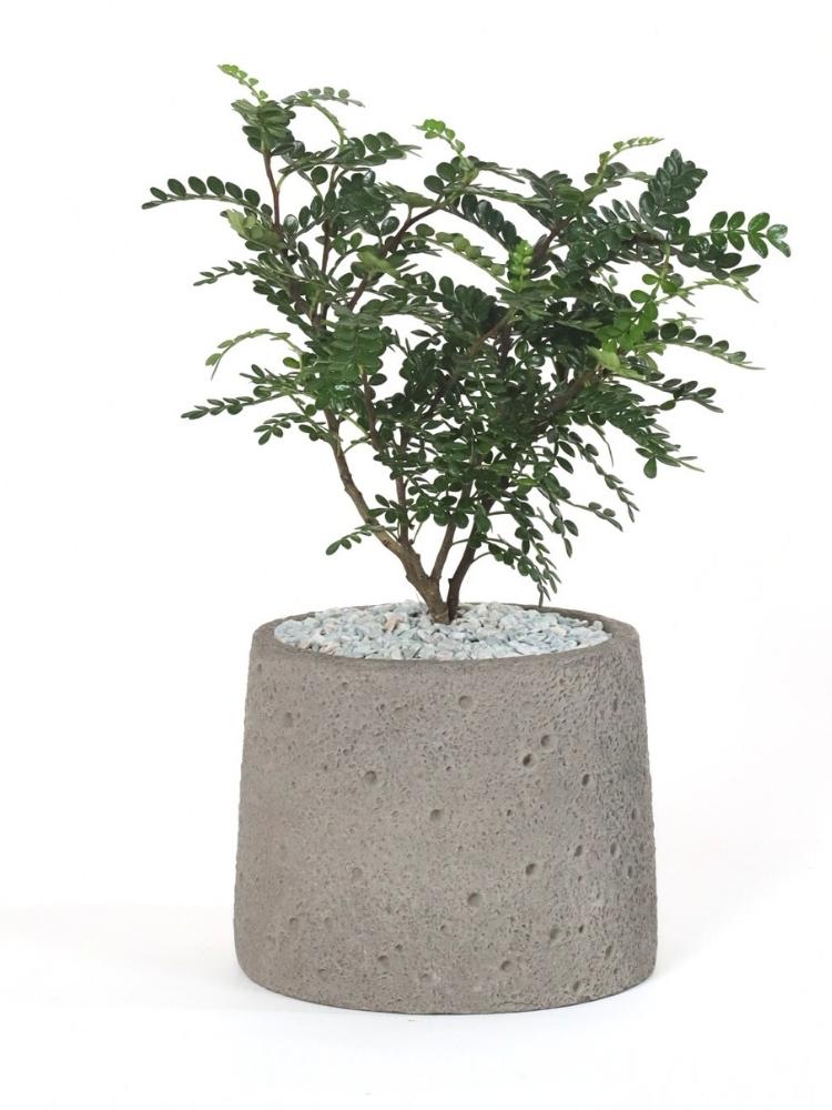 Urban Zen Potted Plant Gift delivery Kuala Lumpur