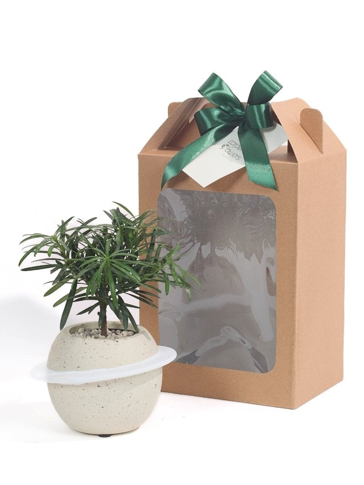Wealth Vibes Plant Gift delivery Kuala Lumpur & Selangor