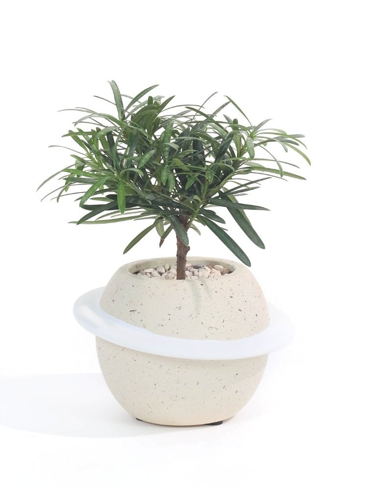 Wealth Vibes Potted Plant Gift delivery Kuala Lumpur & Selangor