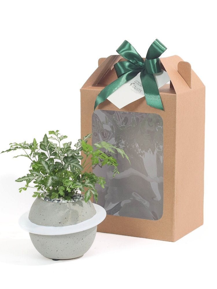 Wealthy Wishes Plant Gift delivery Kuala Lumpur & Selangor