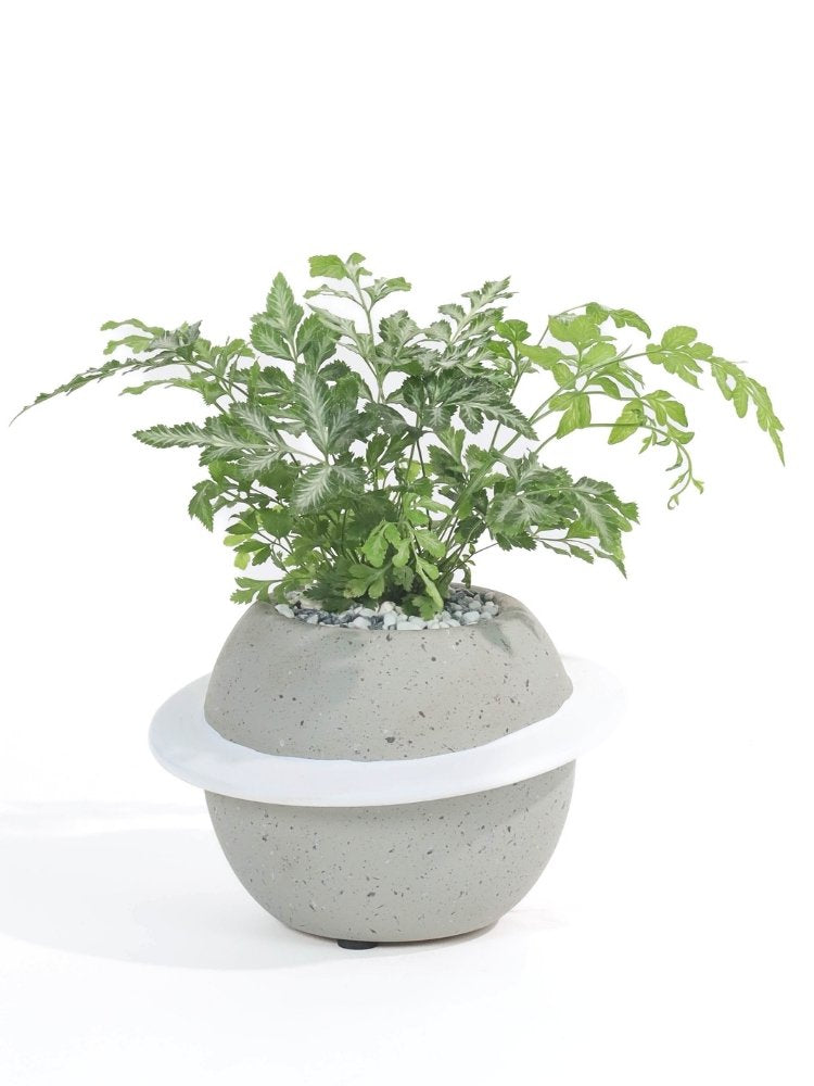 Wealthy Wishes Potted Plant Gift delivery Kuala Lumpur & Selangor