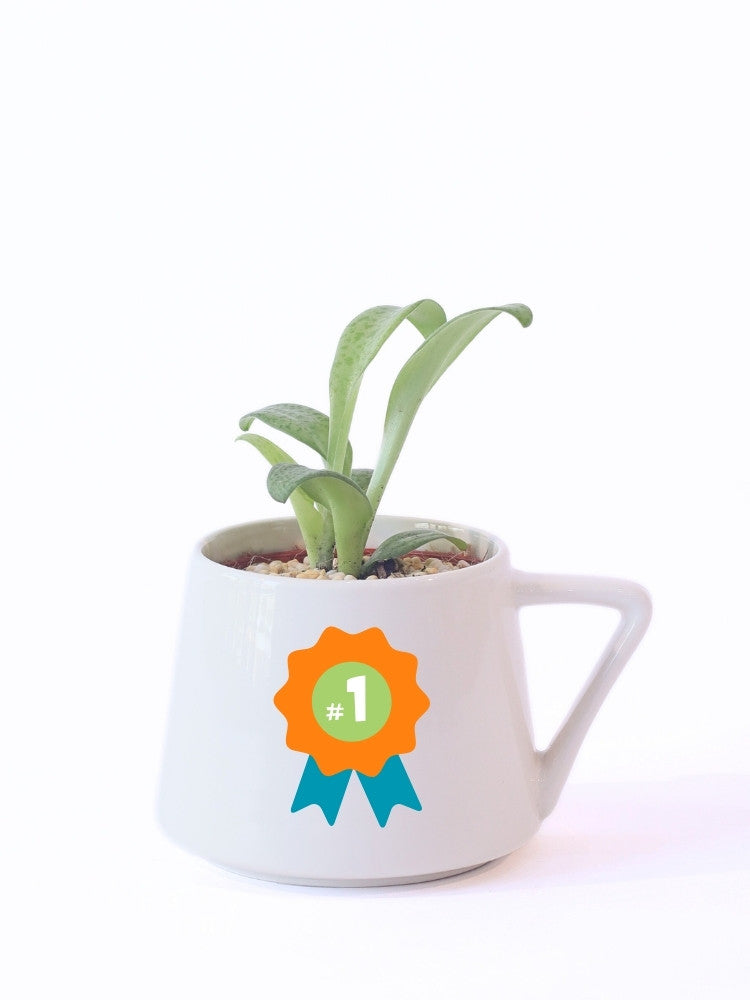 World’s Best Grandpa - Plant Gift