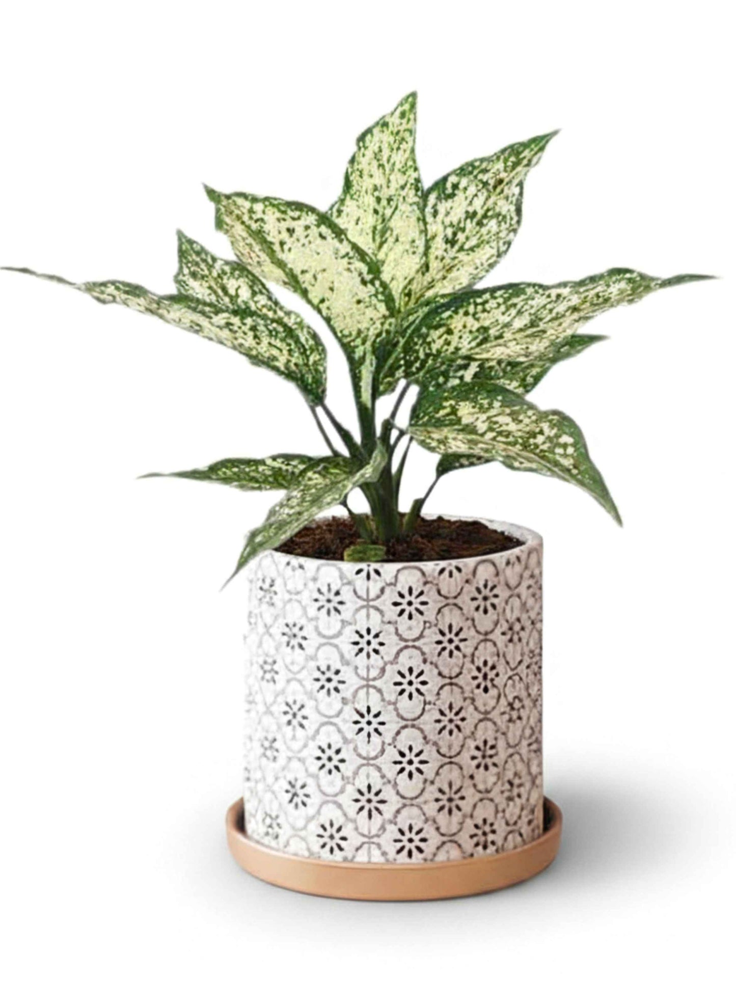 Aura Potted Plant delivery Kuala Lumpur & Selangor