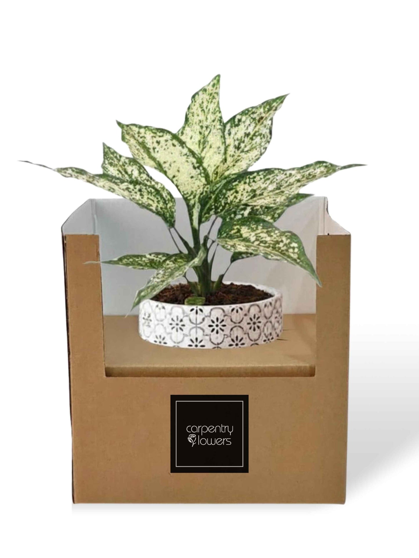 Aura Potted Plant Gift delivery Kuala Lumpur & Selangor