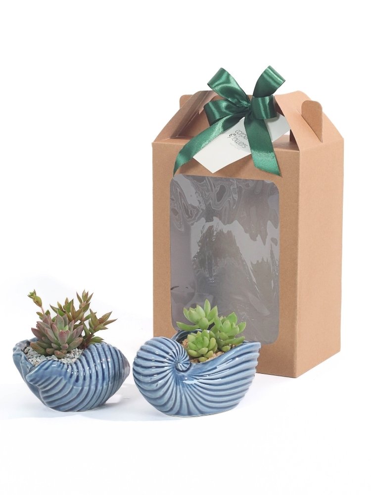Beyond the Sea Plant Gift delivery Kuala Lumpur & Selangor