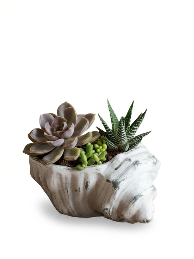 Beyond the Sea Potted Plant delivery Kuala Lumpur & Selangor