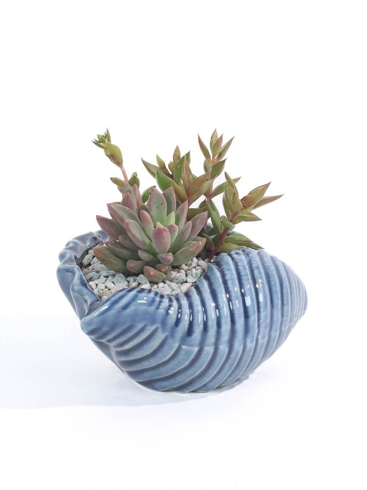 
                      
                        Beyond the Sea Potted Plant Gift delivery KL
                      
                    