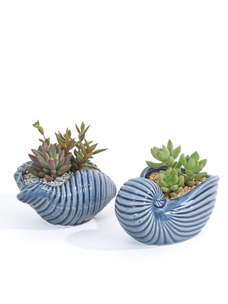 Beyond the Sea Potted Plant Gift delivery Kuala Lumpur & Selangor