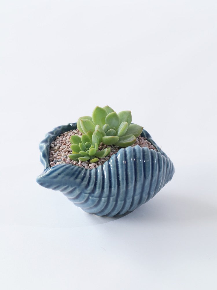 Beyond the Sea - Plant Gift