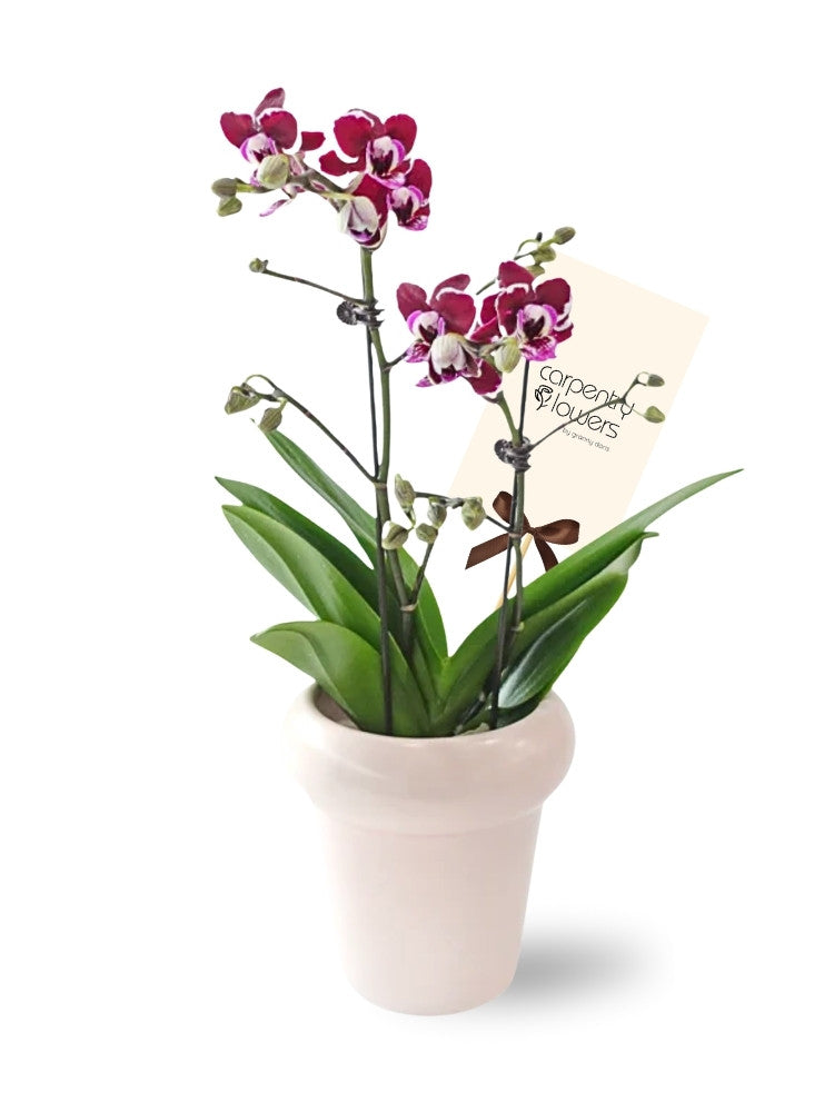 Bloome Orchid Potted Plant delivery Kuala Lumpur & Selangor