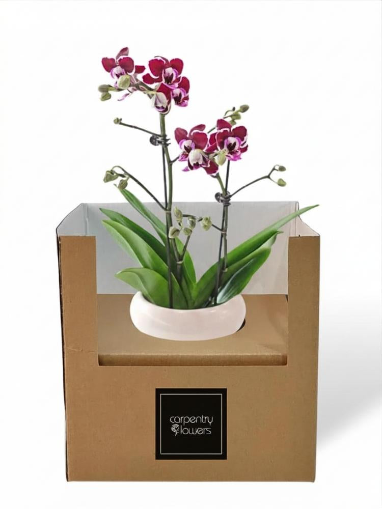 Bloome Orchid Potted Plant gift delivery Kuala Lumpur & Selangor