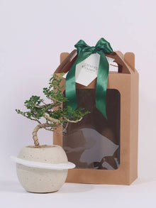  Blossom of Serenity_ Potted Plant Gift Delivery KL