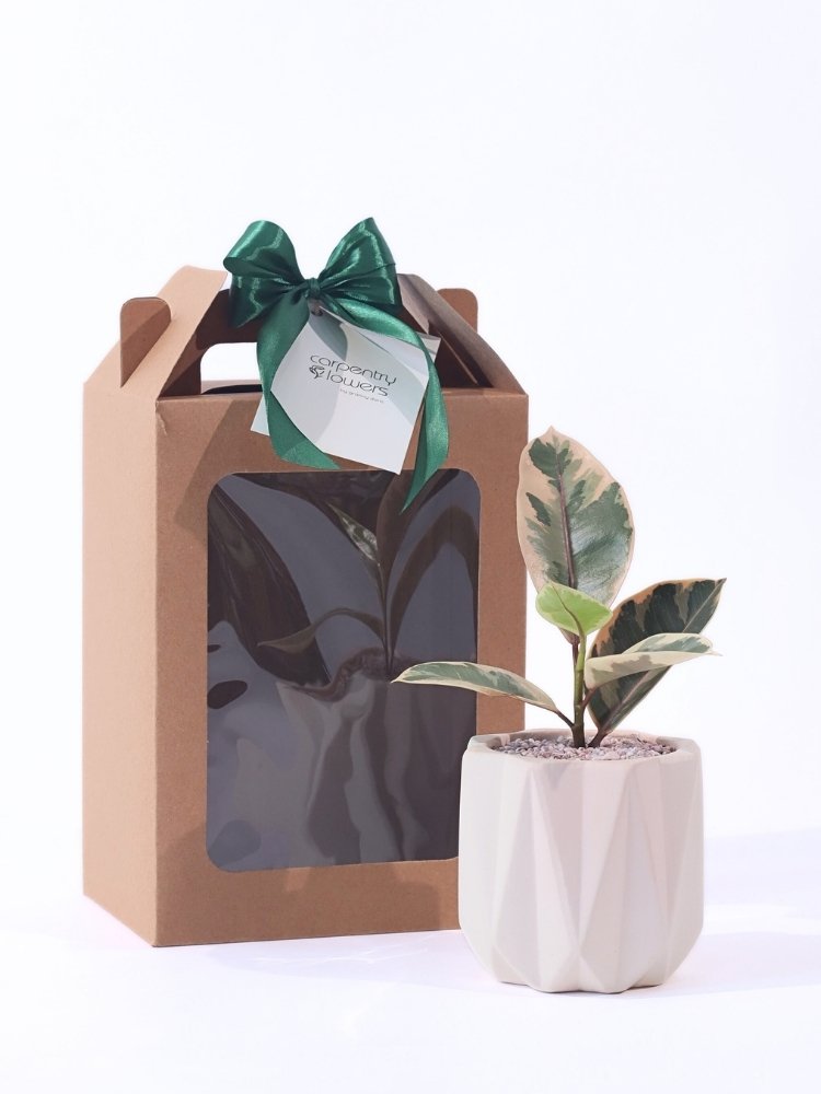 
                      
                        Calm Greenery Potted Plant Gift delivery KL
                      
                    