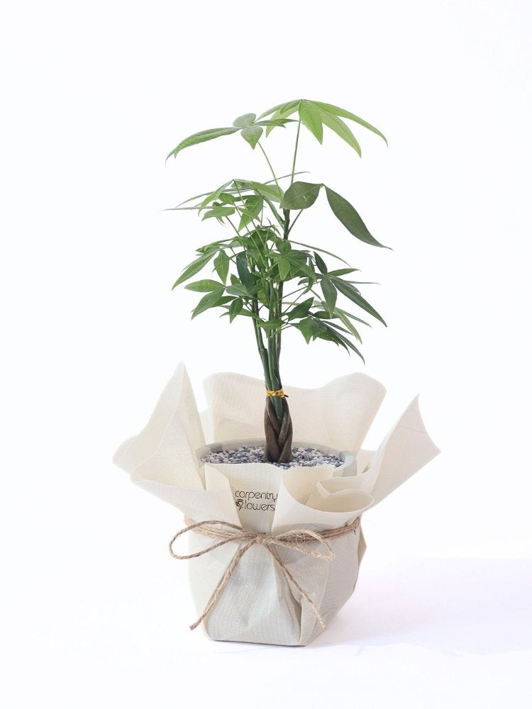 
                      
                        Cheery Grey Potted Plant Gift delivery KL
                      
                    