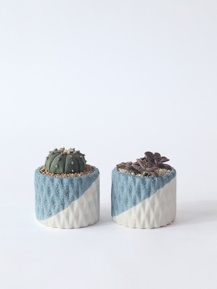 
                      
                        Desert Jewel_Potted Plant Gift
                      
                    