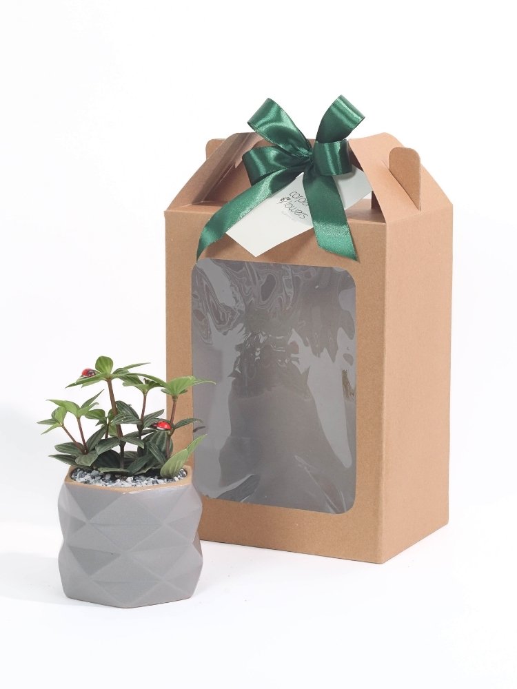 Emerald Oasis Plant Gift delivery Kuala Lumpur & Selangor