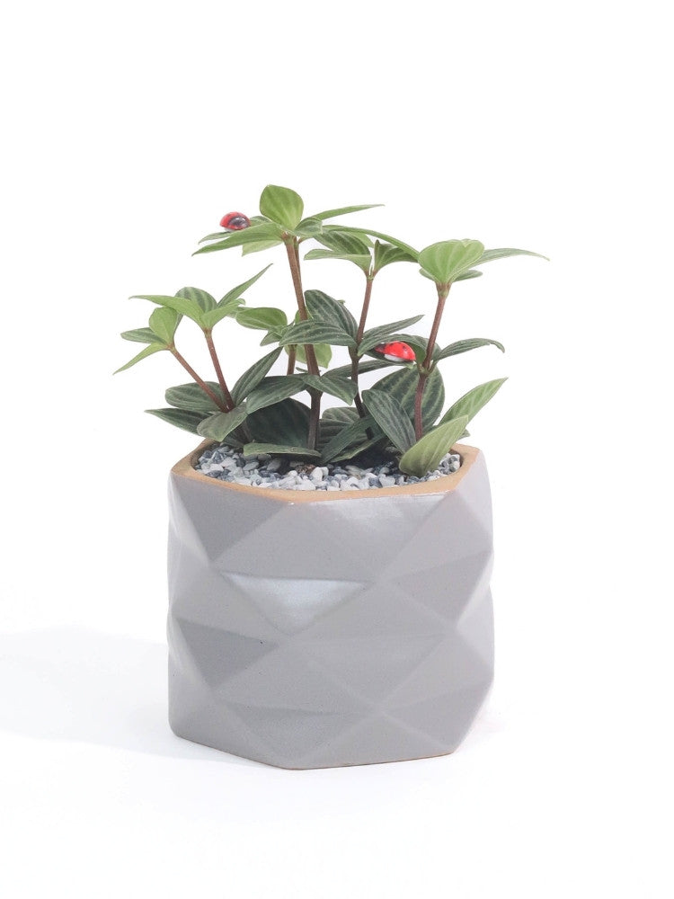 Emerald Oasis Potted Plant Gift delivery Kuala Lumpur & Selangor