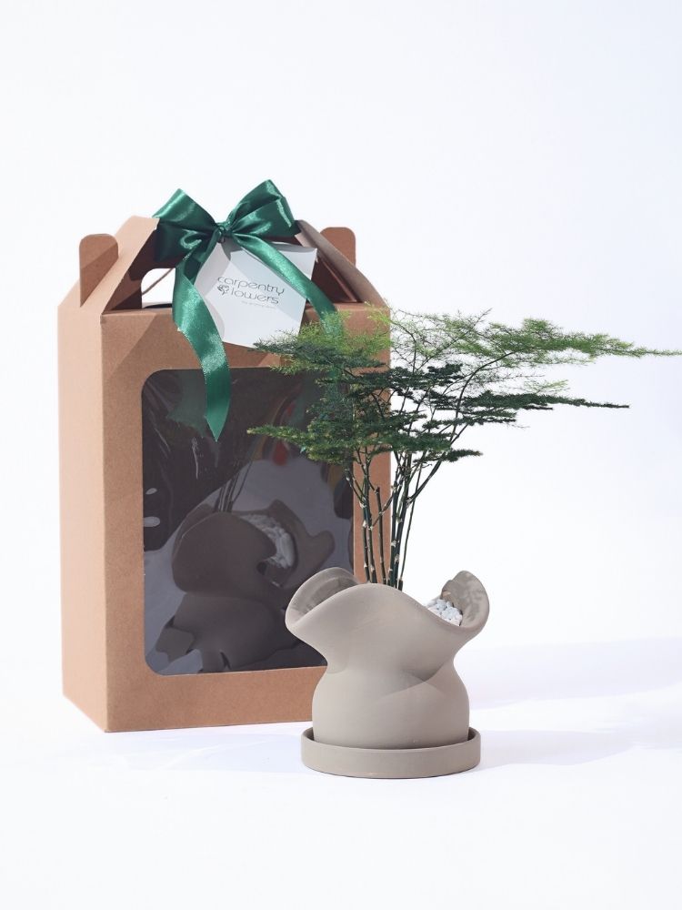 Enchanted Green Potted Plant Gift