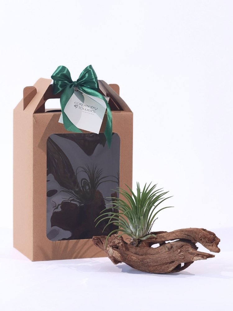 Evergreen Air Plant Gift delivery KL