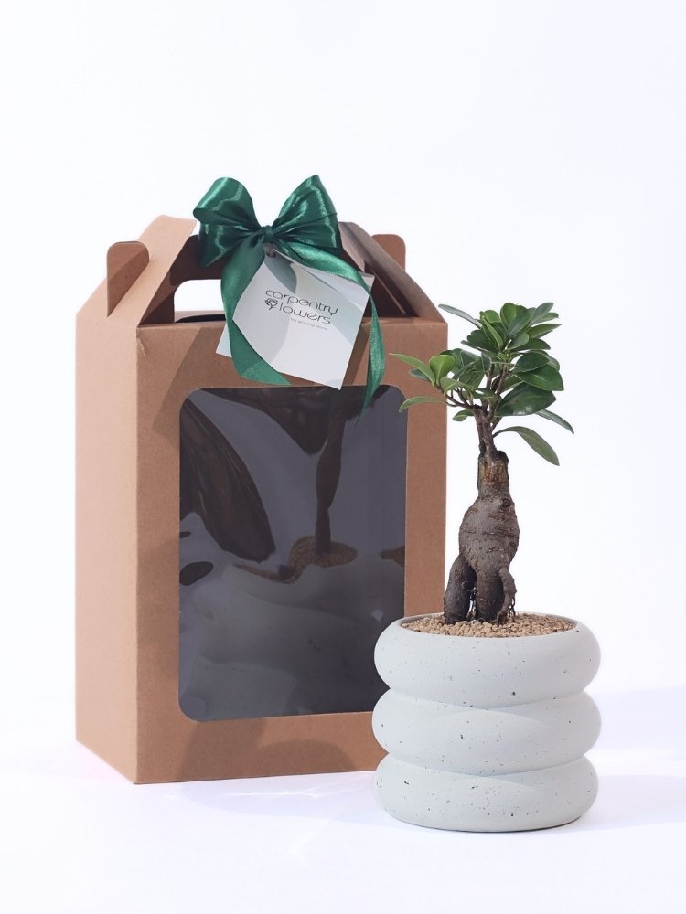 Flortune Potted Plant Gift delivery KL