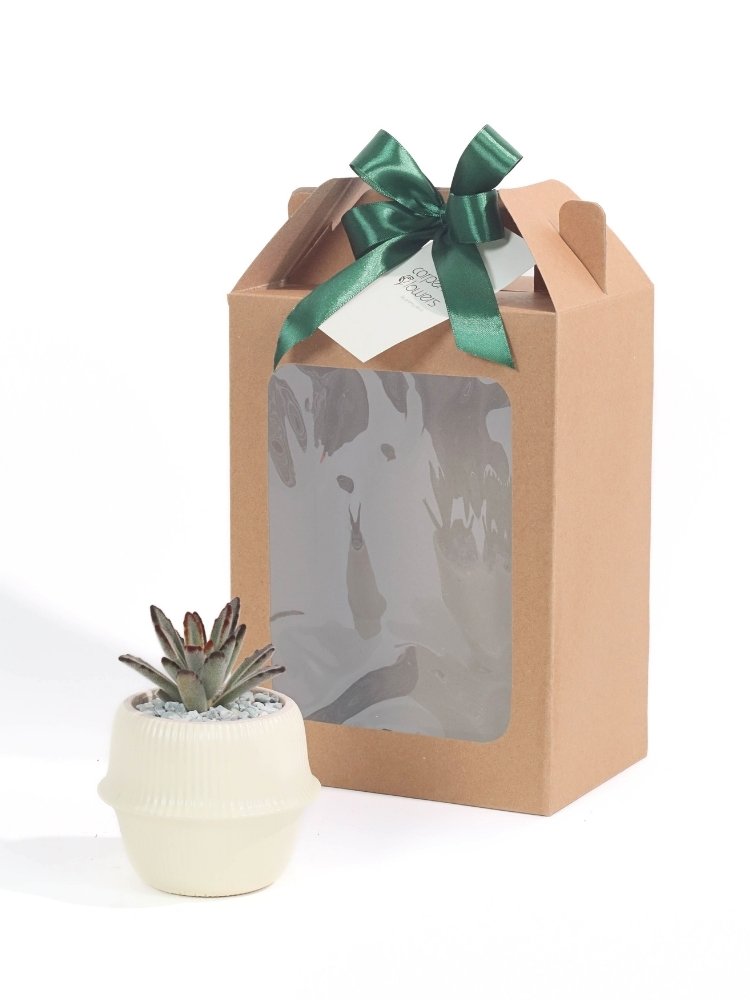 Fluffy Succulent Plant Gift Delivery Kuala Lumpur & Selangor