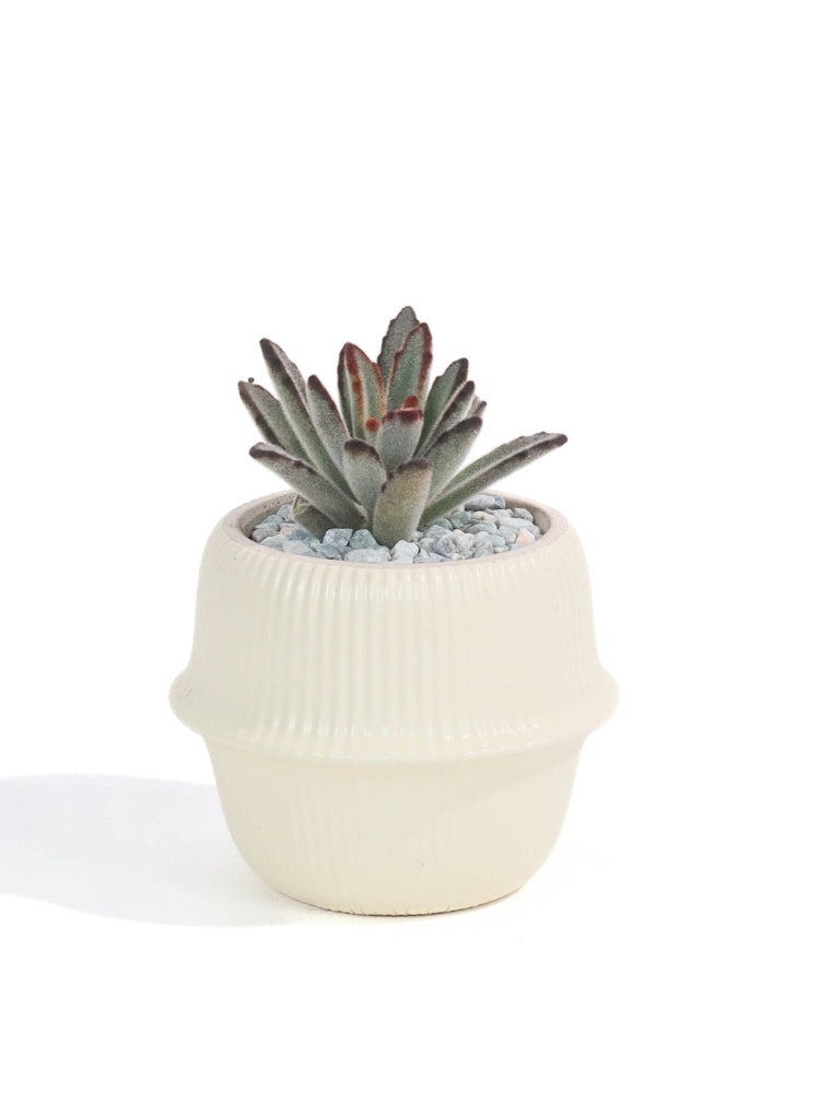 Fluffy Succulent Potted Plant Gift Delivery Kuala Lumpur & Selangor