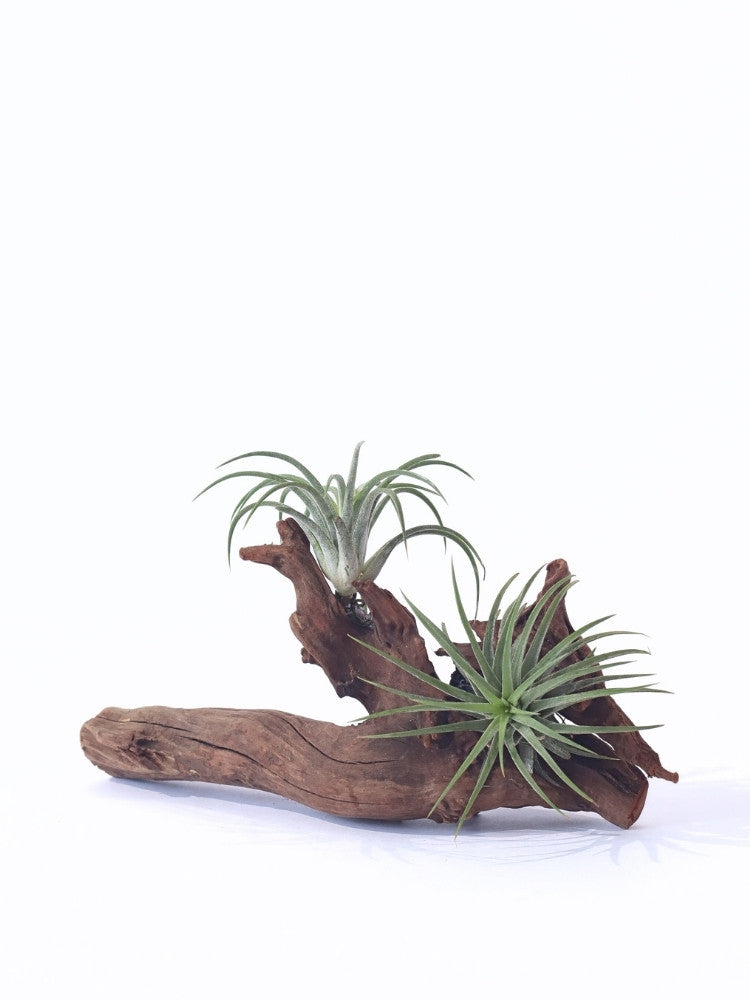 Forest Breeze Air Plant delivery KL