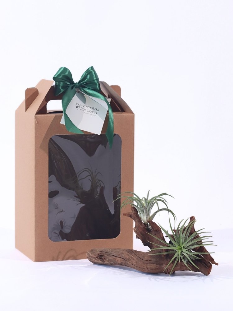 Forest Breeze Air Plant Gift delivery KL