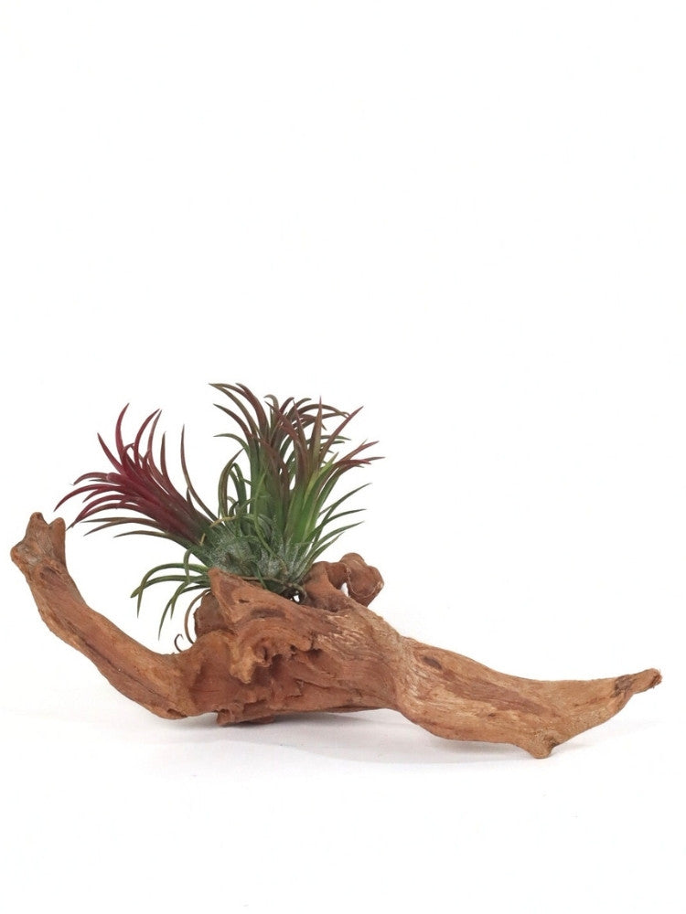 Forest Breeze Air Plant Gift delivery Kuala Lumpur