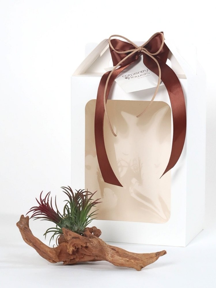 Forest Breeze Plant Gift delivery Kuala Lumpur