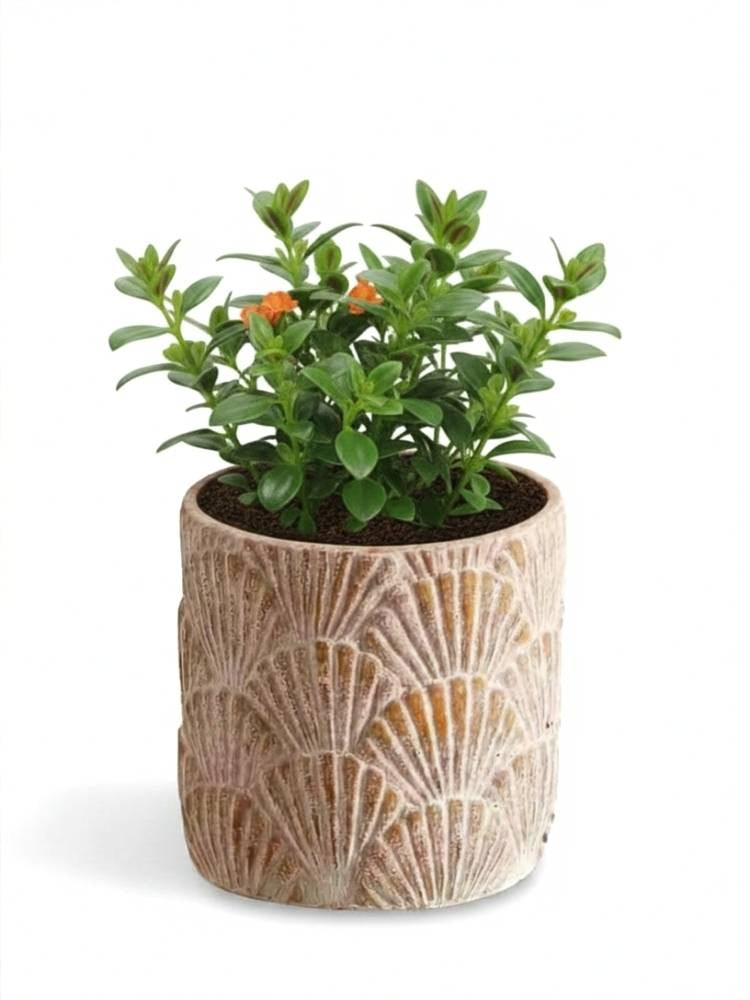 Golden Fin Potted Plant delivery Kuala Lumpur & Selangor